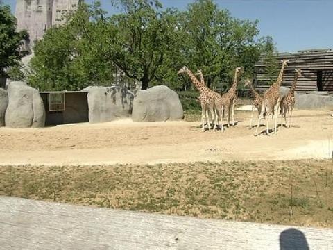 Le zoo de Vincennes peine à remonter la pente - 16/05