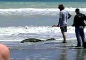 Alligator Struggles to Come Ashore on South Carolina Beach