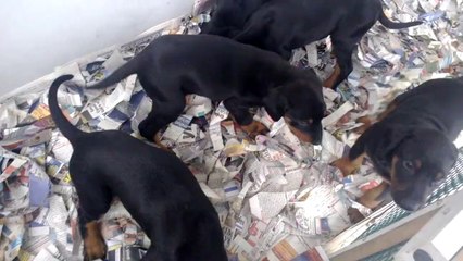 king DOBERMAN yavruları satılık www.yavrukopekilani.com