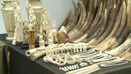 هونغ كونغ بدأت بإتلاف حوالى 30 طنا من العاج