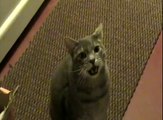 Curious cat speaking : Hey Cat