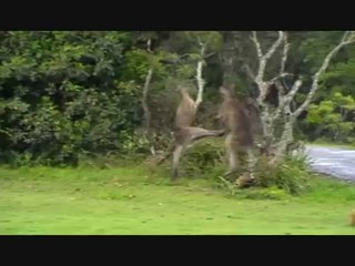 Amazing boxing Kangaroos... Crazy Knock Out!