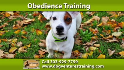 Dog Training Centennial, CO | Dog Ventures