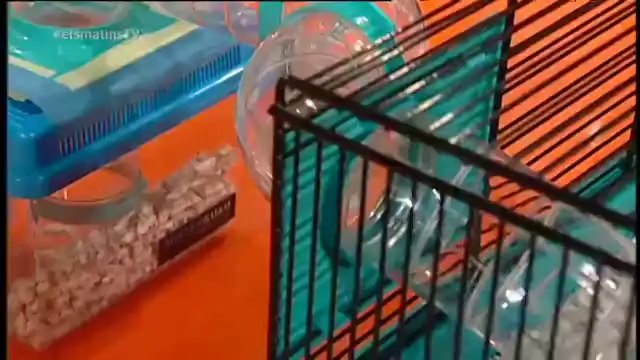 TV3 - Els Matins - El Mag Fèlix prediu que el l'Atlètic de Madrid guanyarà la Lliga