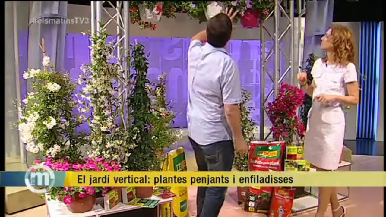 TV3 - Els Matins - Jardins verticals de plantes penjants i trepadores