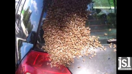 Un essaim d'abeilles s'installe sur une voiture à Chalon-sur-Saône