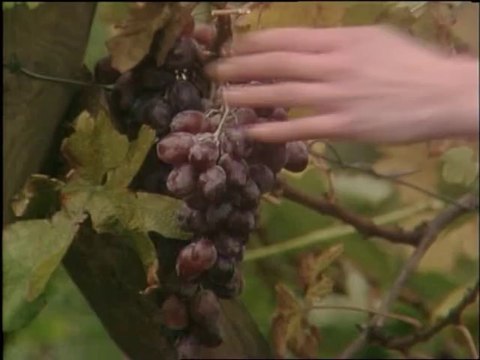 The Tripods - Part 09 - September 2089 - France