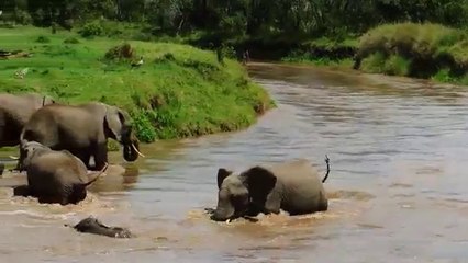 Baby elephant is taken by the river stream but what happens next will amaze you