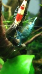 Caridina Blue Bolt con uova