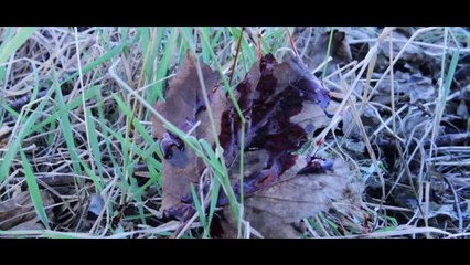 JIMMY HARD NAILS RETURNS