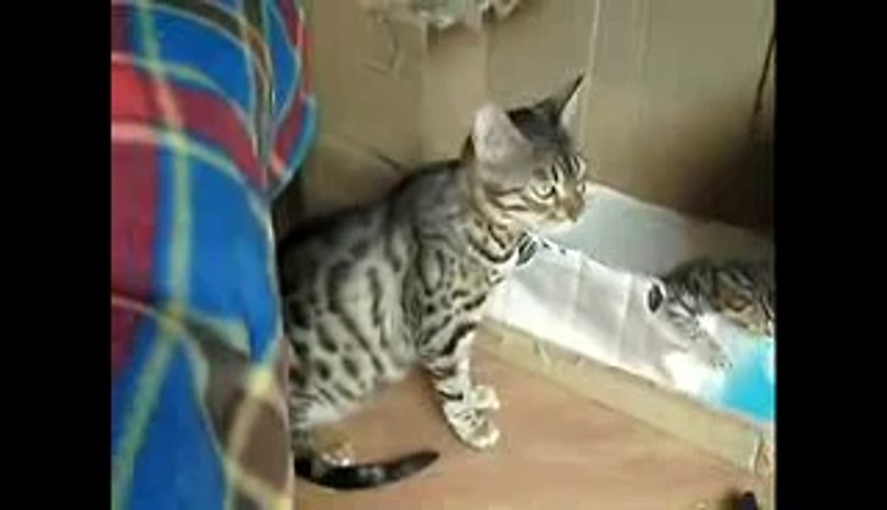 Nonstop Funny dogs & cats