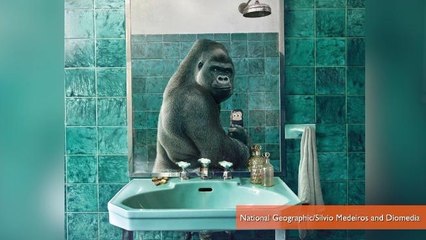 Animals Take Selfies in National Geographic Ad Campaign