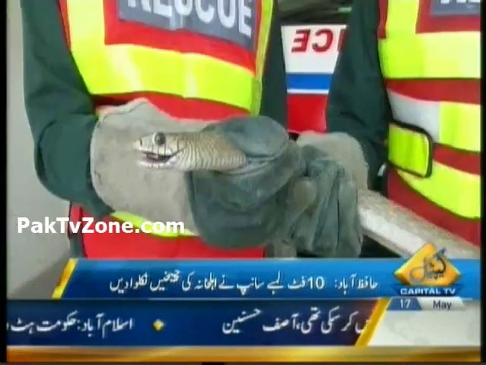 Snake found in home