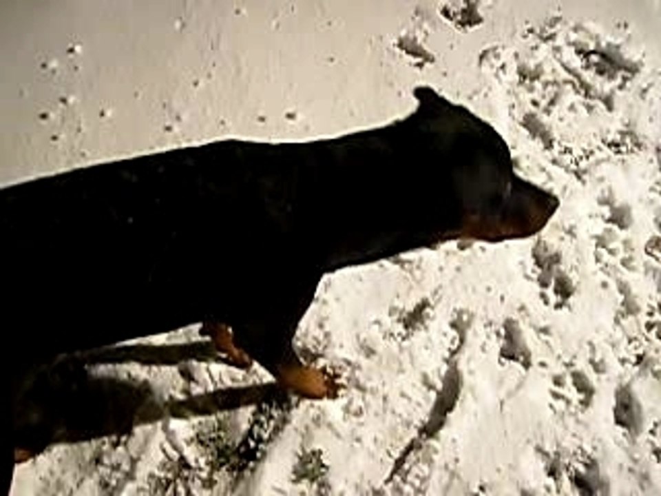 Les premiers pas dans la neige