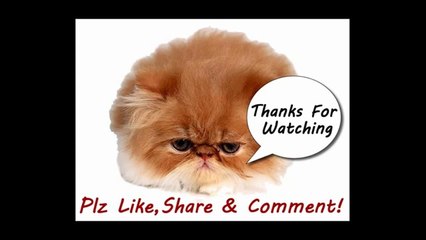 Funny Cats Video - Funny Cat Videos Ever- Funny Videos 2014 - Funny Animals Funny Animal Videos(2)