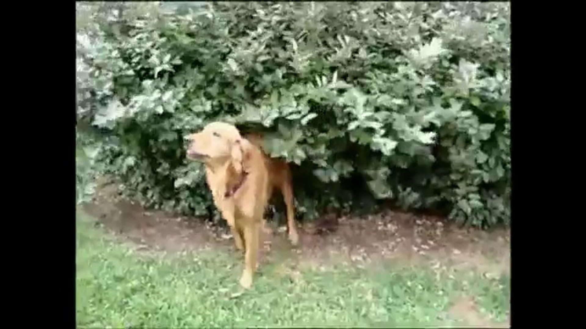 Golden Retriever Loves His Bush