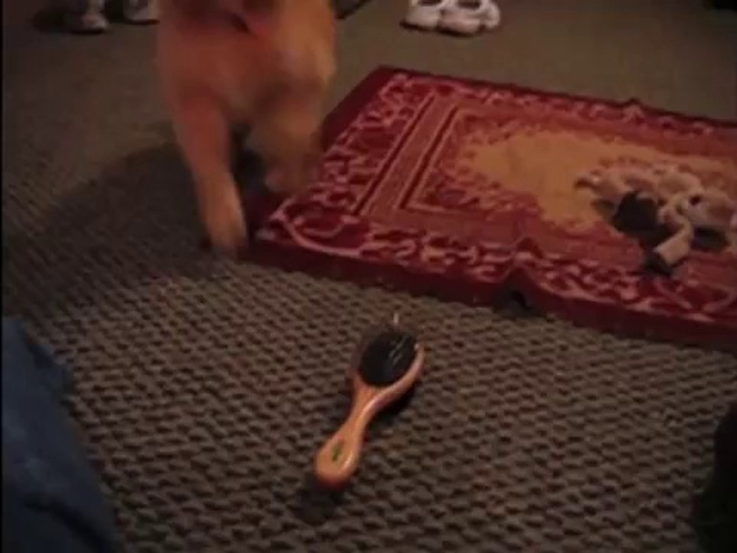 Golden Retriever Puppy Loves Brush