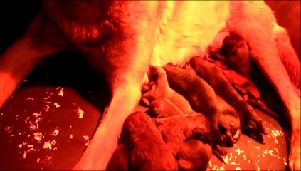 AMPIRE DU BANC DES HERMELLES X FORZA DU BOIS BLANCVAL