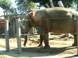 Elephant at San Diego Zoo