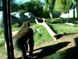 Entertaining gorillas at San Diego Zoo