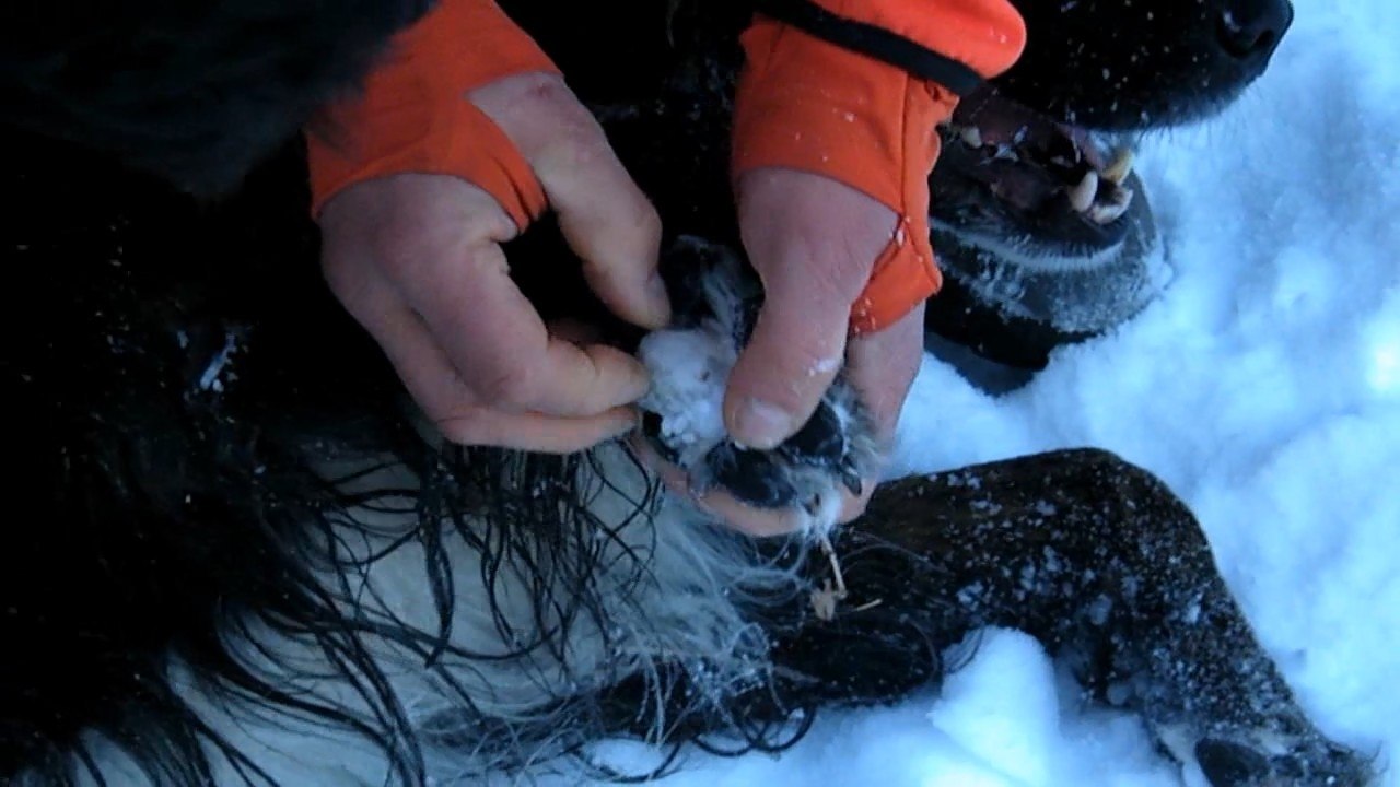 Cuidados de perros en la nieve - Care of Dogs in the snow - Cuidados de cães na neve