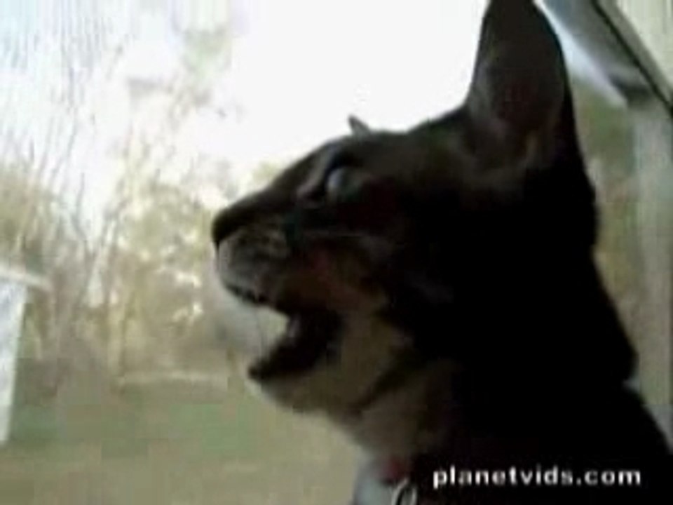 Le Chat Qui Aboie