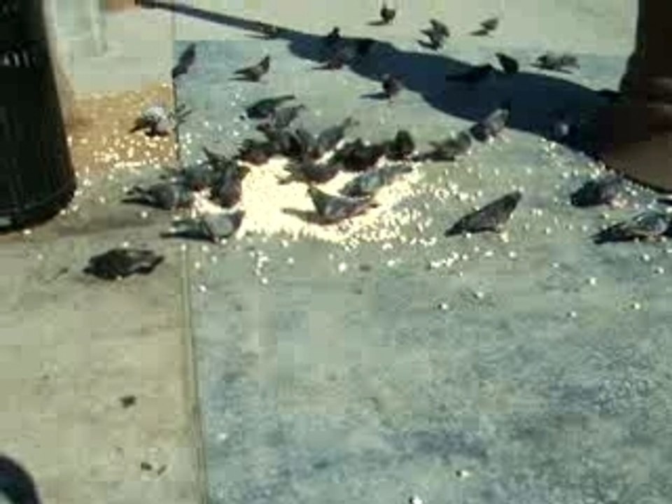 Pigeons eating popcorn Venice Beach