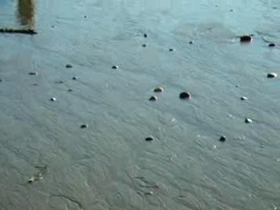 Adam Sandler's neighbor's dog.