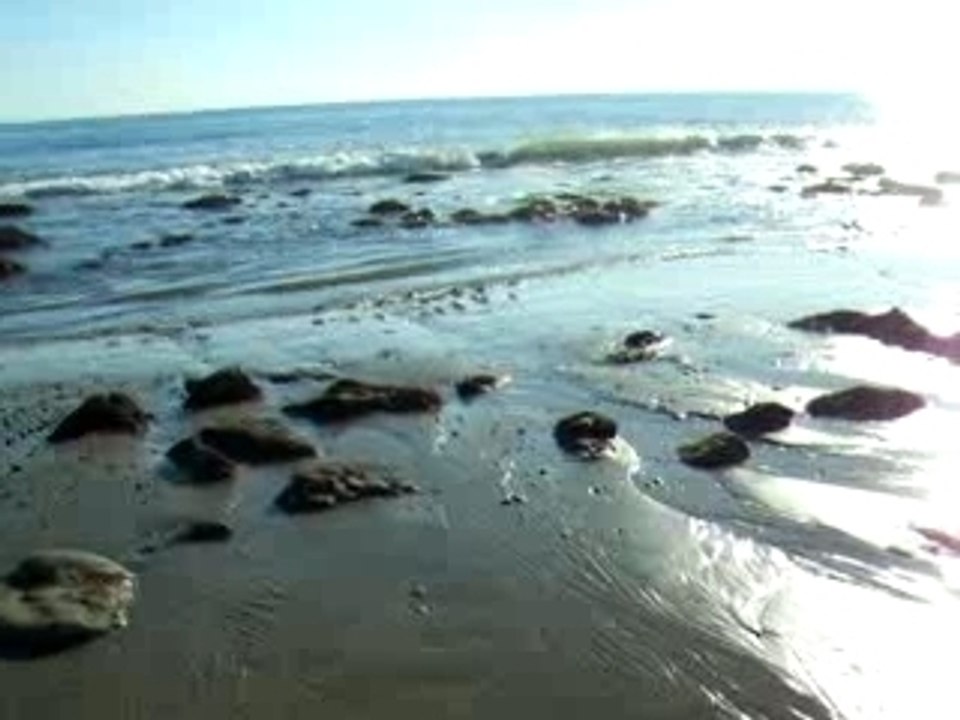 Birds running on the beach