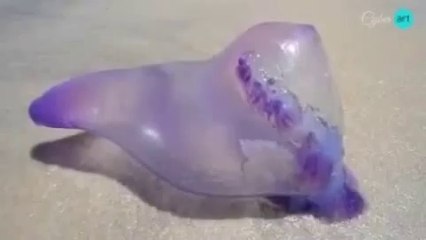 Brezilyada Görülen Garip Deniz Canlısı