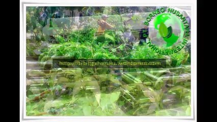 Jual Bibit Gaharu Surabaya 085272223447