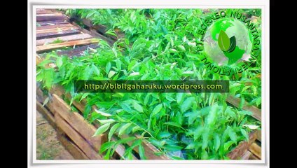 Jual Bibit Gaharu Makassar 085272223447