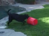 Dog Seriously Loves His Bucket