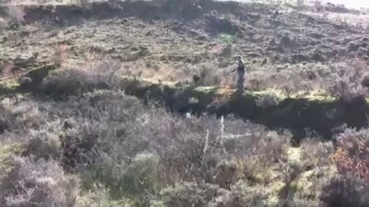 keklik avı