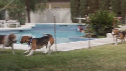 Freed Laboratory Dogs Experiencing Grass For First Time Will Warm Your Heart