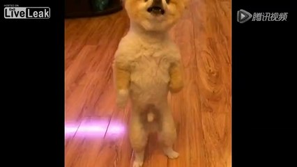 Little Dog gets Haircut and Becomes Flasher