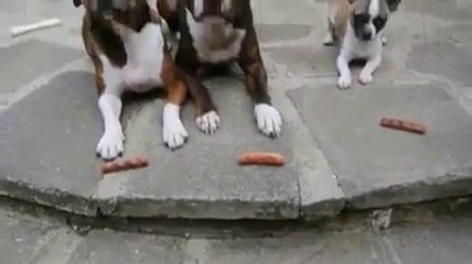 These dogs are being trained to wait, but what this little dog does