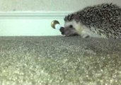 Hedgehog Is Bewitched by Doorstop