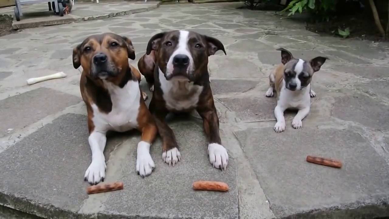 Boyuna Göre Son Derece Zeki Köpek