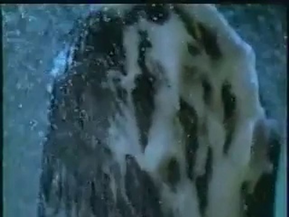 Dog shampoo