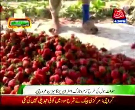 Farmers cultivating Strawberry in Sawat