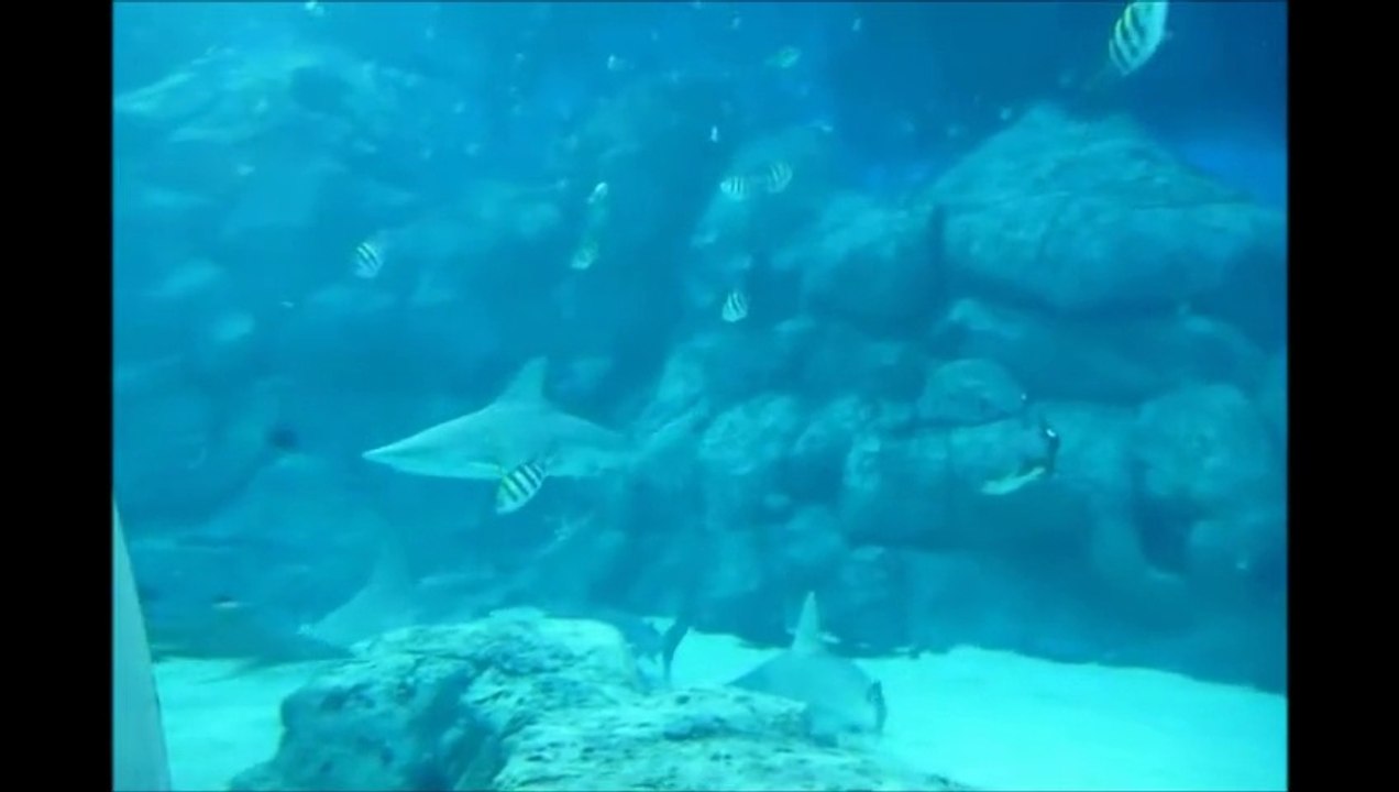 SINGAPOUR AQUARIUM.