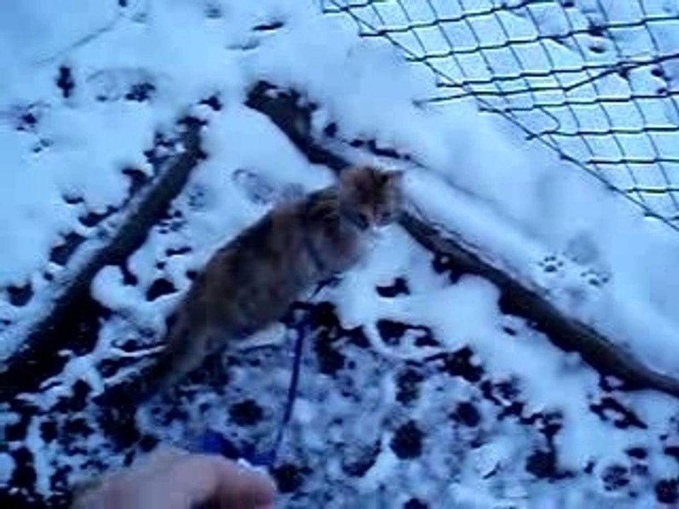 Bali dans la neige