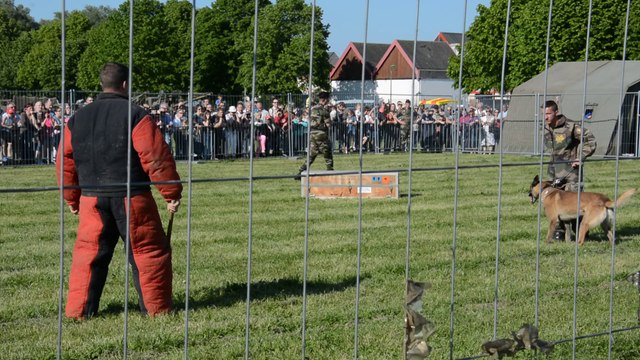 Démonstration de mordant par l'unité cynophile du 3e régiment du Génie de Charleville-Mézières.
