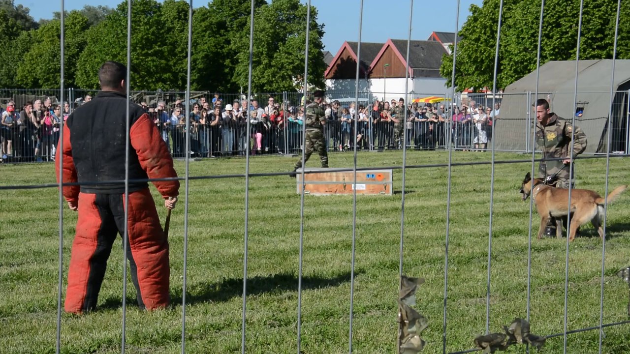 Démonstration de mordant par l'unité cynophile du 3e régiment du Génie de Charleville-Mézières.