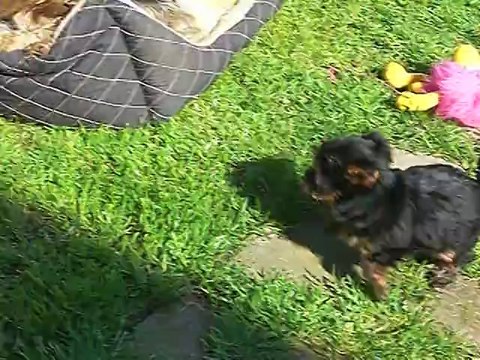 HAPPY GIRL, Frix-Frac et leurs bébés âgés de 8 semaines