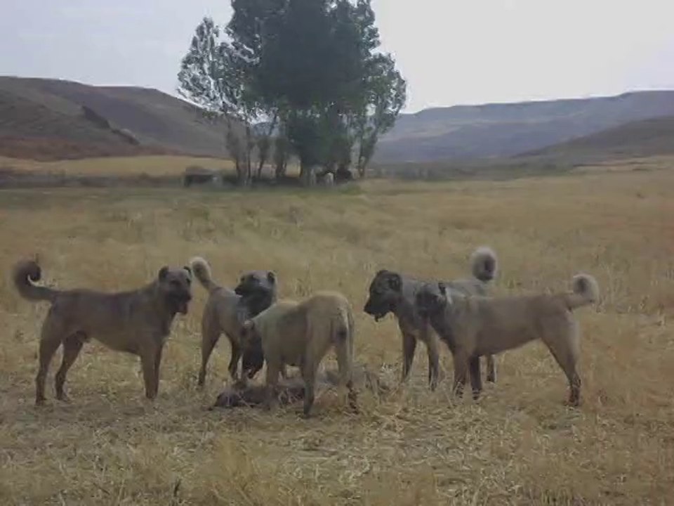panter  kangal