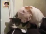 Kedi köpek kavgası