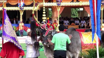 Camboya: animales predicen “buena cosecha”
