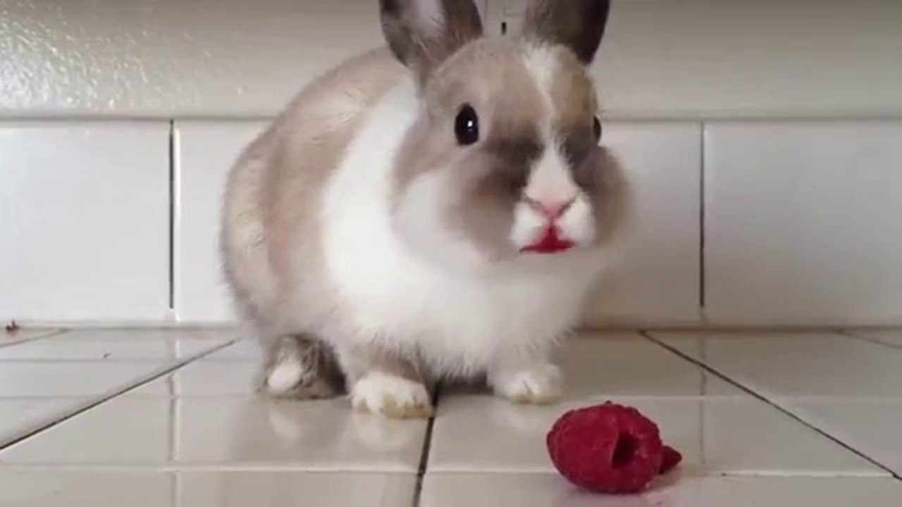 Bunny Eating Raspberries!